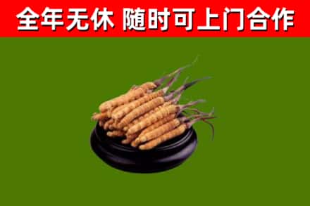阿克塞县回收散虫草
