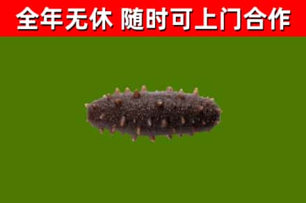 阿克塞县回收海参干